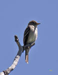 Western Wood Pewee 9965